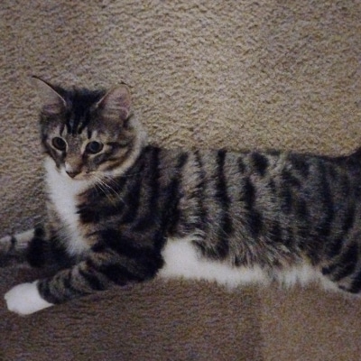 In Home Pet Sitting